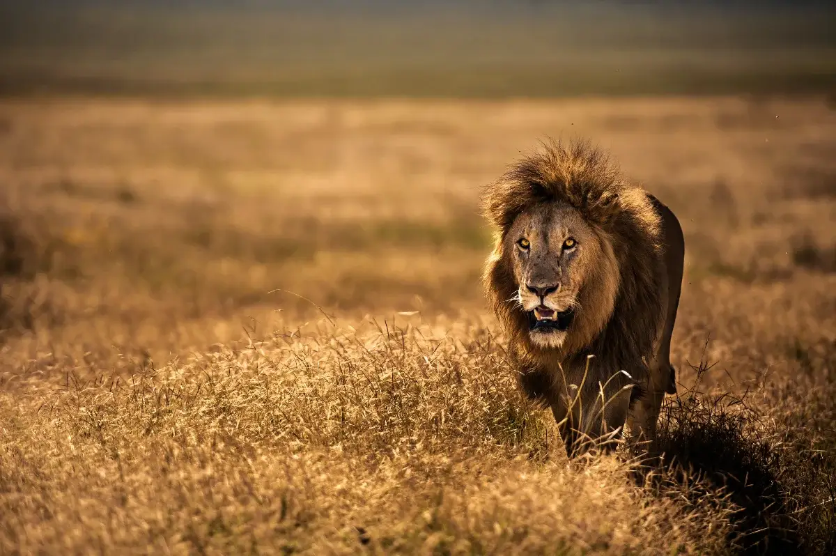 Hero, Tanzania's Northern Circuit