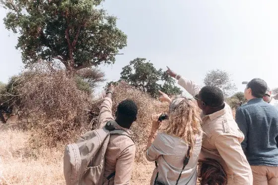 Walking Safari