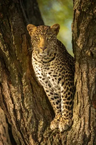 Leopard Encounters