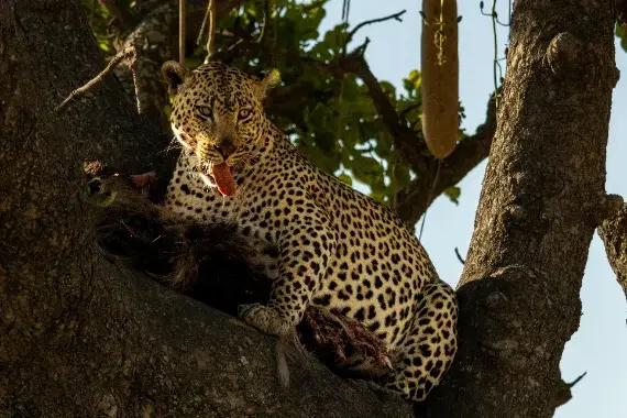 photo, leopard in a sausage tree
