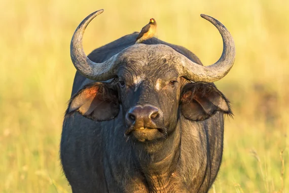 photo, cape buffalo with oxpeckers