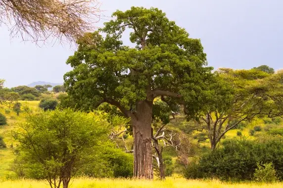 Tarangire