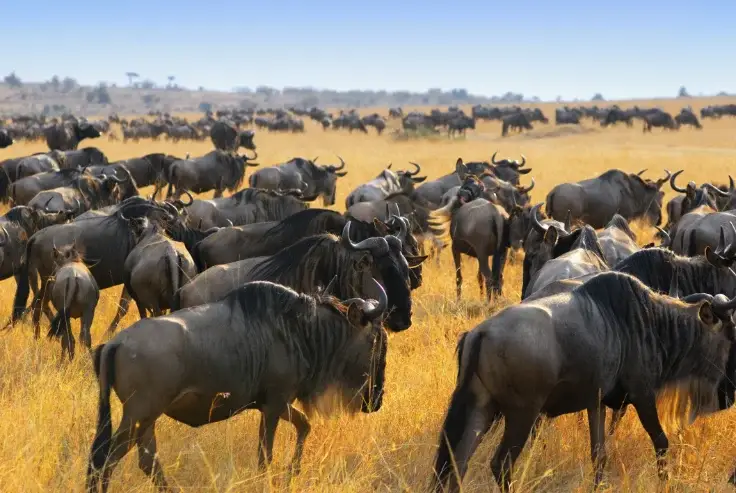 The Great Wildebeest Migration