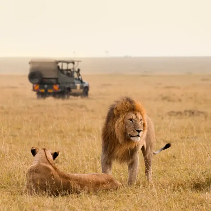 lions, Serengeti