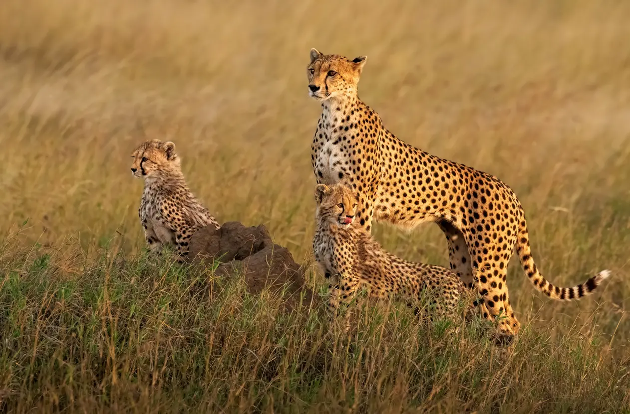Cheetahs