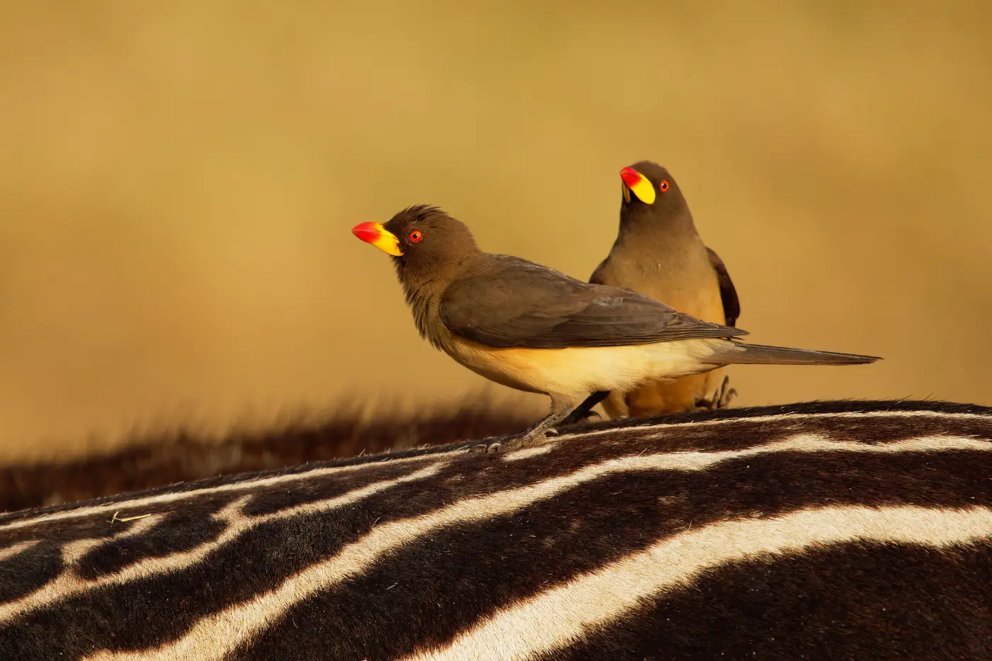 Bird Watching