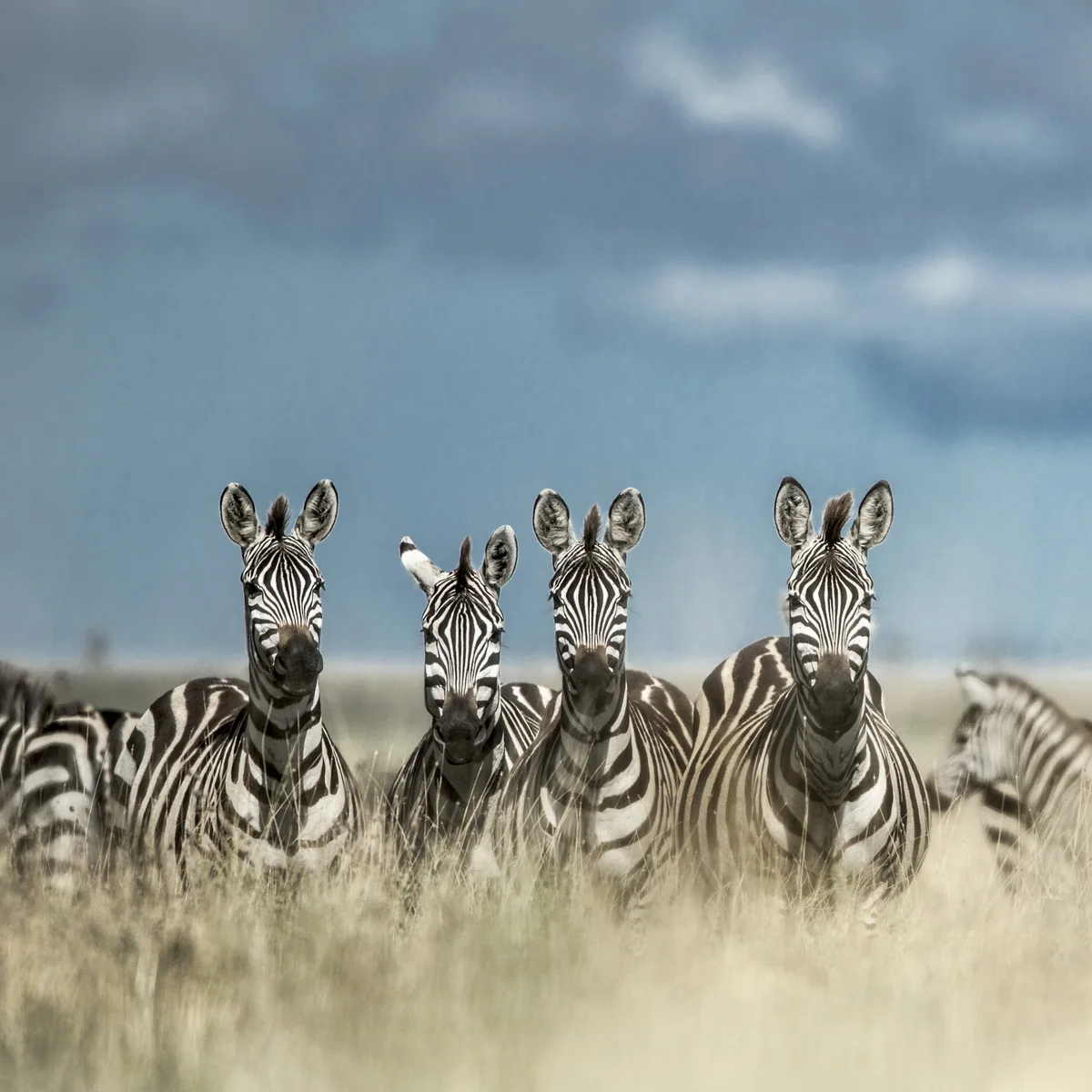 A herd of zebra on the Serengeti plains