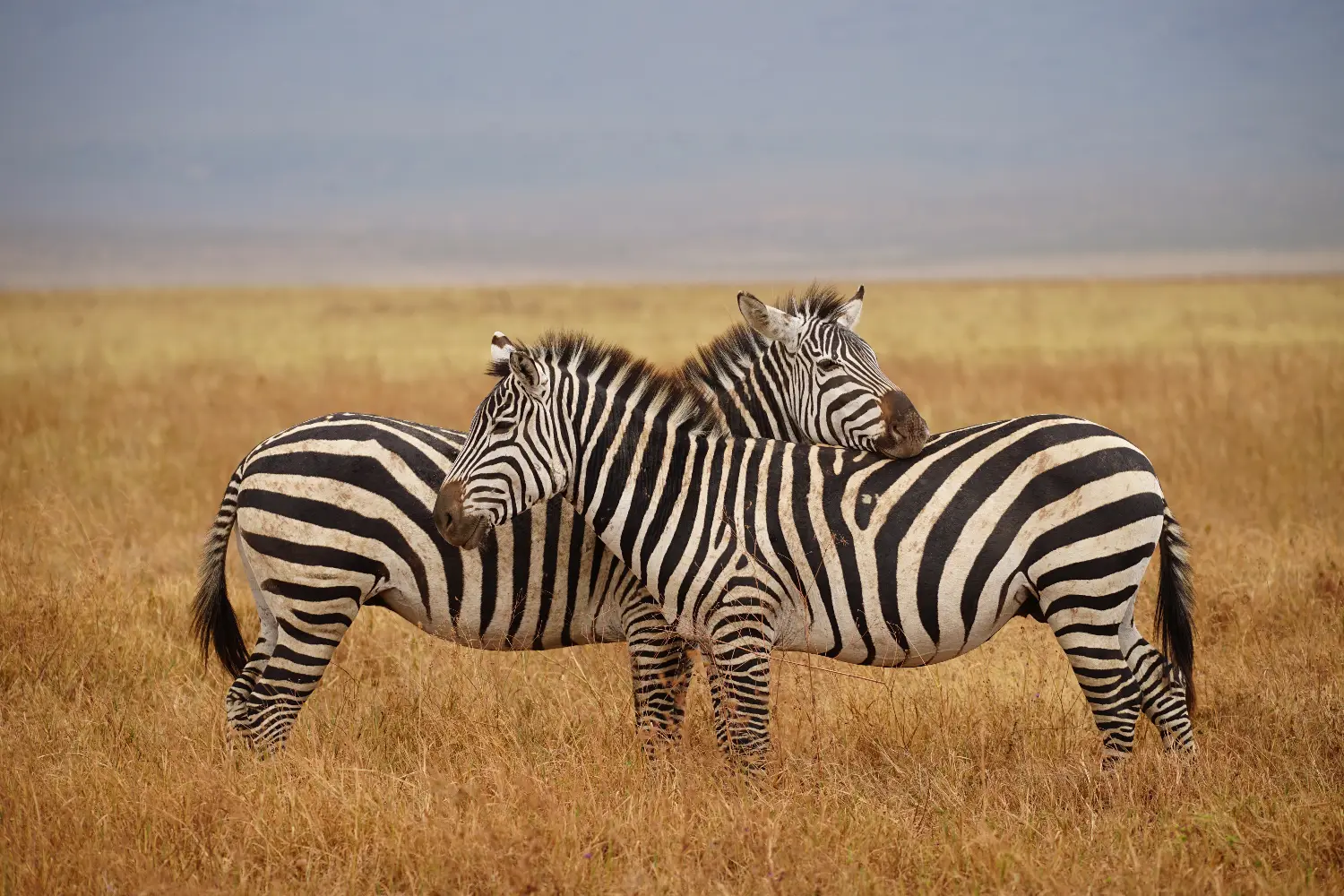 Zebras