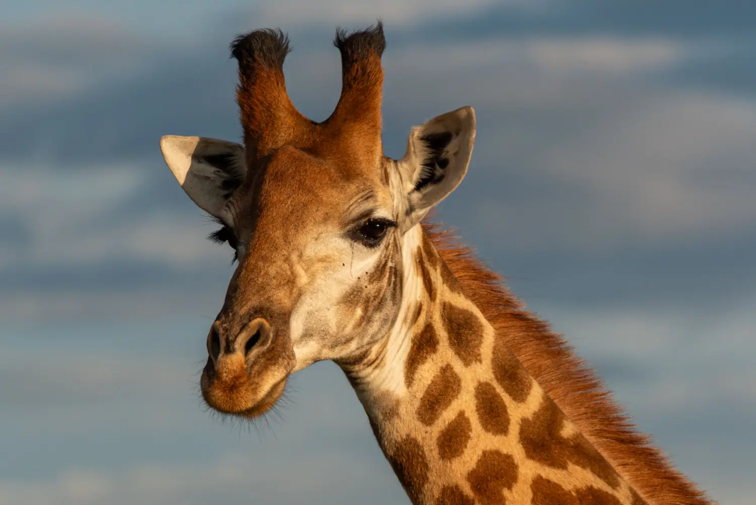 Giraffes