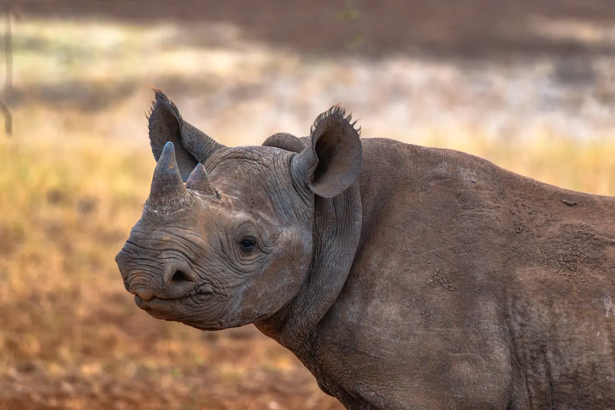 Rhinos